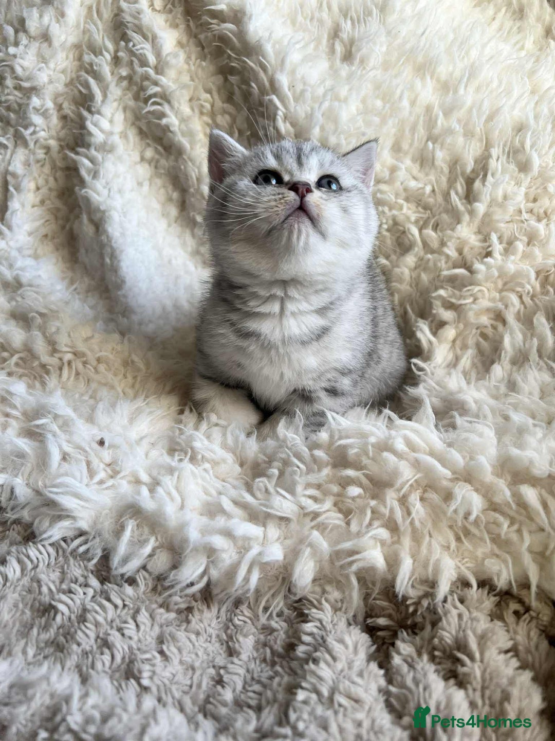 British Shorthair cats for sale: British shorthair kittens for sale  - Advert 1