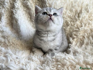 British Shorthair cats British shorthair kittens for sale - Advert 1