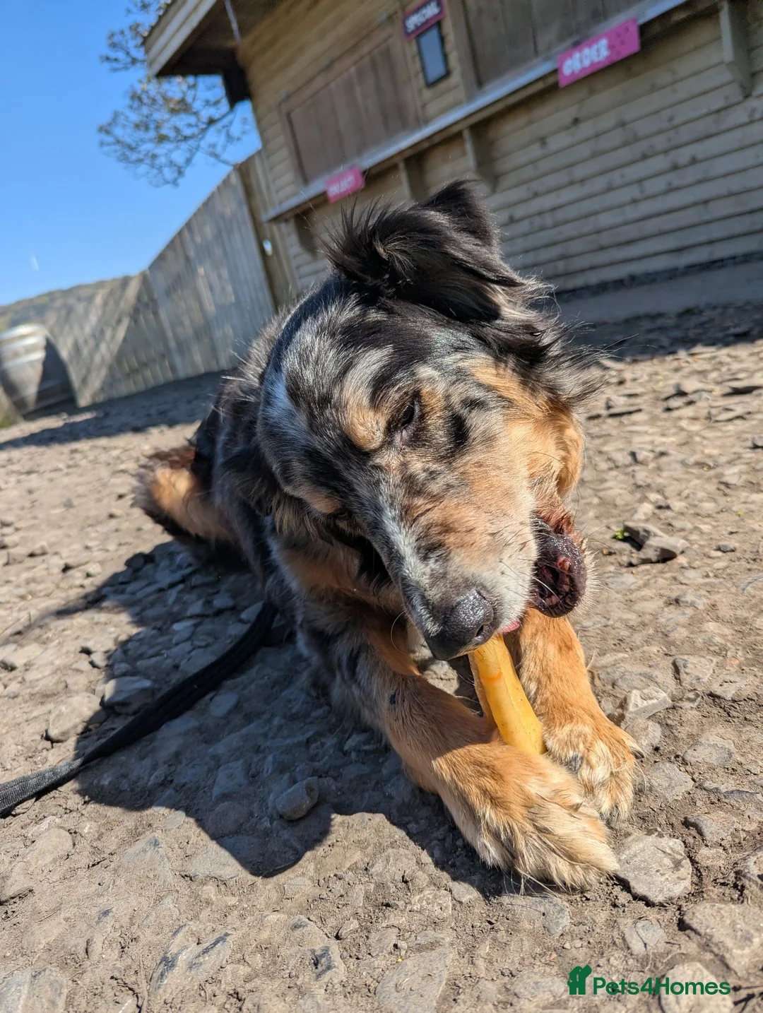 Border Collie dogs for sale: Kasper - Border Collie - Merle  - Advert 2