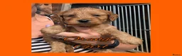 Cockapoo dogs for sale: 6 x Red Cockapoo Girls For Sale - Advert 5