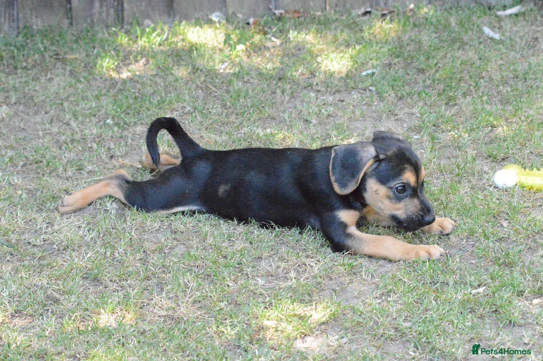 Mixed Breed dogs for sale: Mixed Breed Pups - Image 30