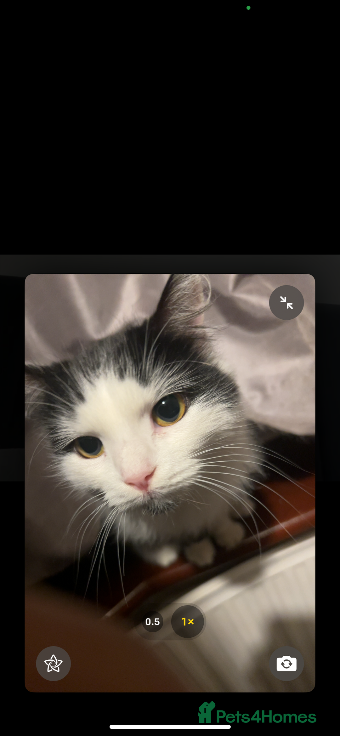 British Longhair cats for sale: Sheila - Domestic Longhair  - Image 6