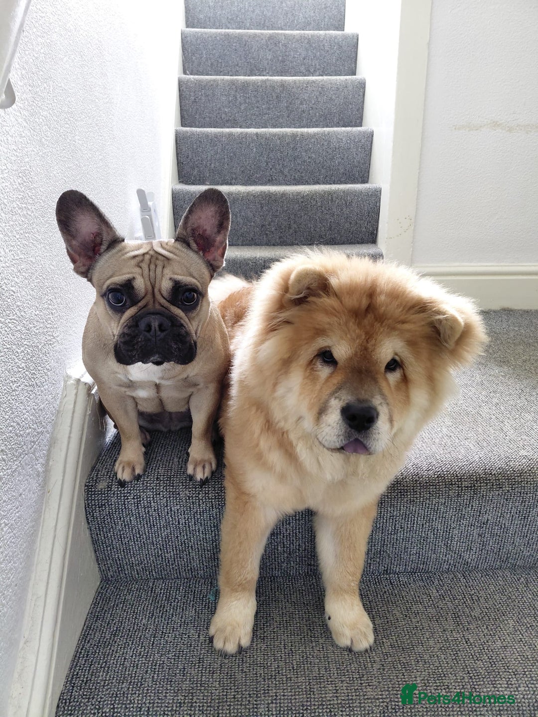 Chow Chow dogs for sale: Chow chow - Image 2