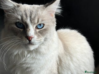 Ragdoll cats in Ely - Advert 23