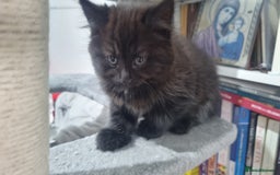 Turkish Angora cats for sale: Beautiful Fluffy Kittens Looking for Loving Homes - Image 23