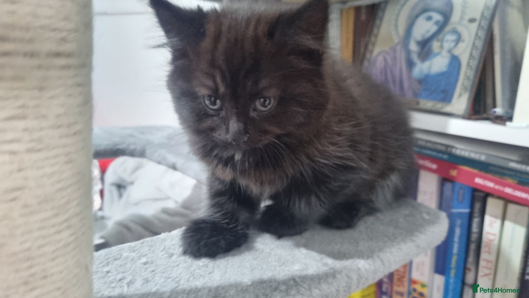 Turkish Angora cats for sale: Beautiful Fluffy Kittens Looking for Loving Homes - Image 23