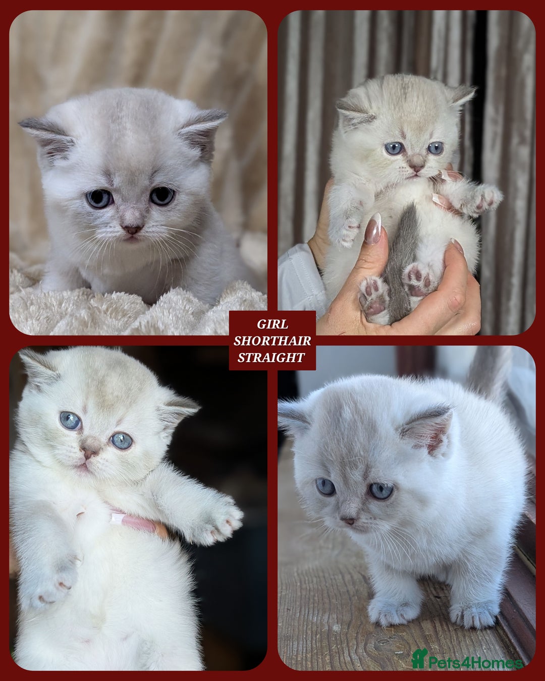 Scottish Fold cats for sale: 🐾TICA red ❣️SCOTTISH Fold•Straight - Advert 7