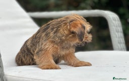 Mixed Breed dogs for sale: Stunning Norfolk terrier x jrt pups ready now - Image 16