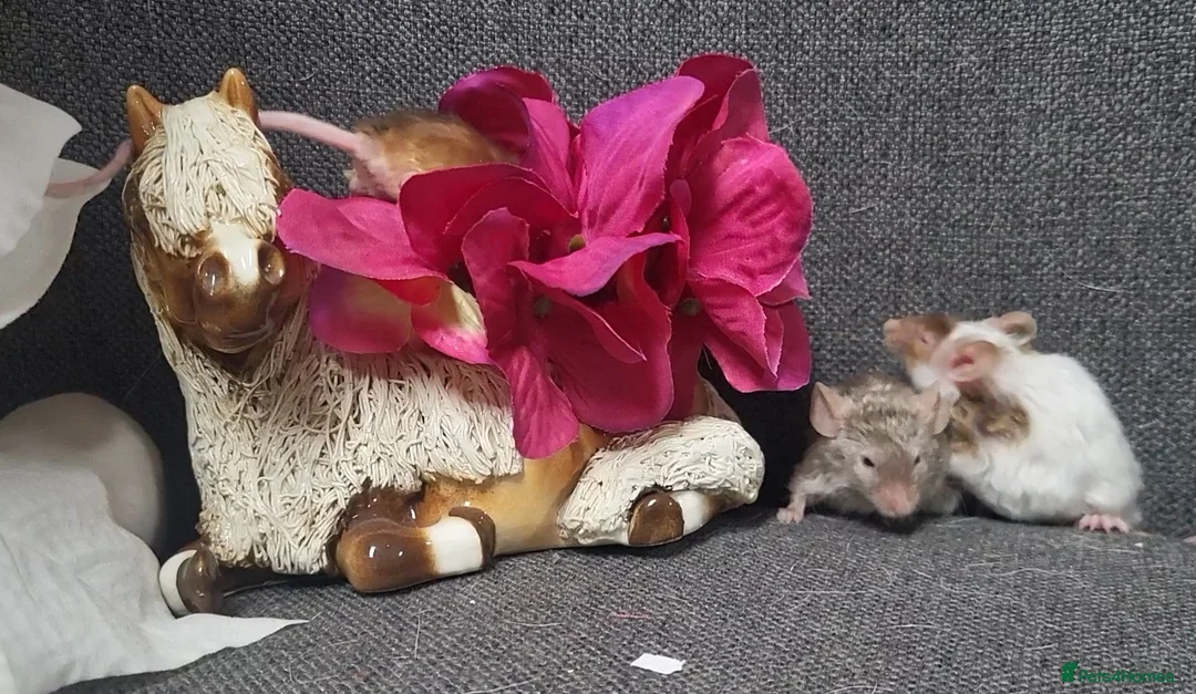 Mouse rodents for sale: Friendly fancy mice - Advert 14