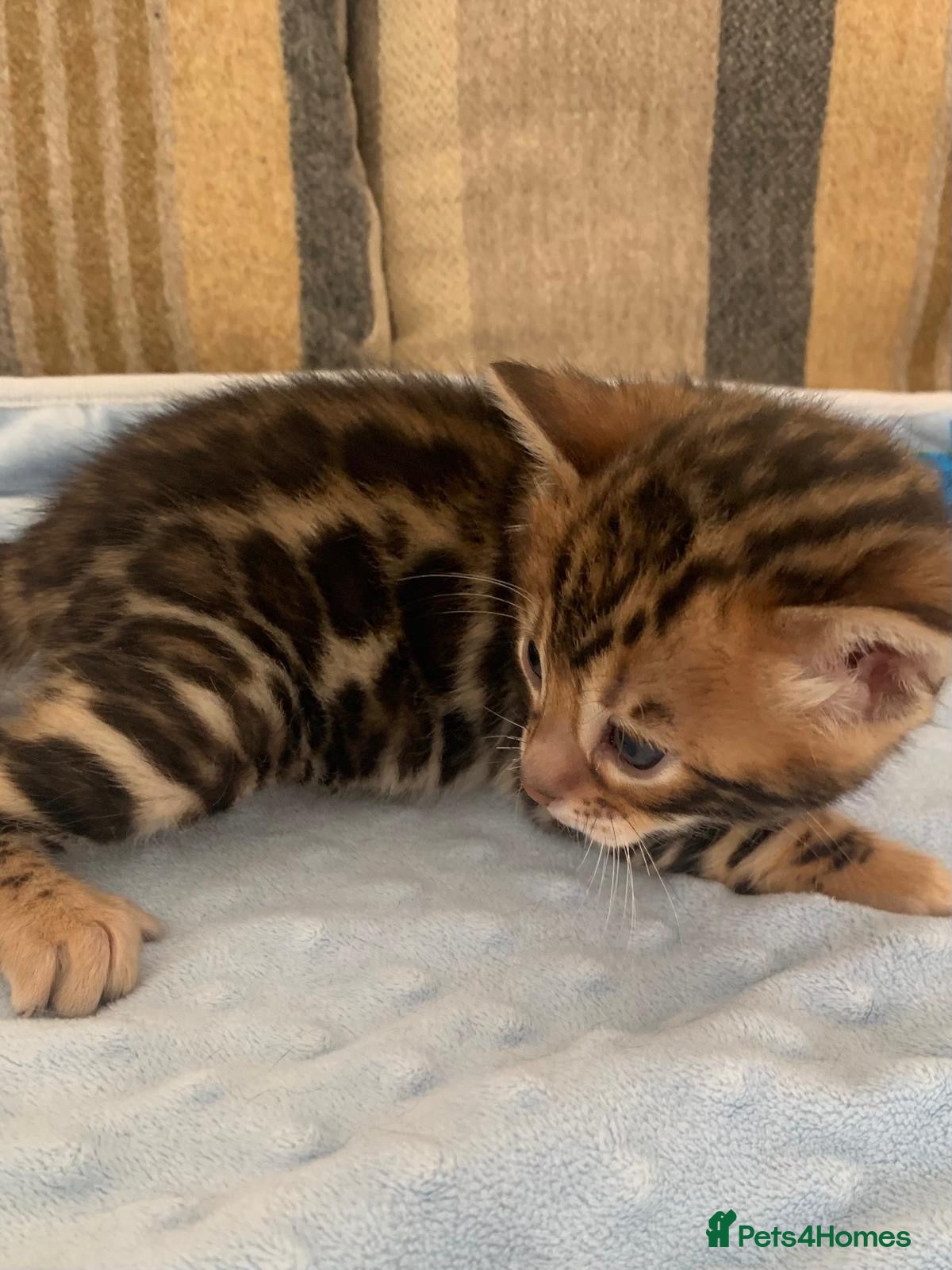 Bengal cats Beautiful Bengal babies  - Advert 14