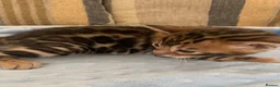 Bengal cats for sale: Beautiful Bengal babies  - Advert 1