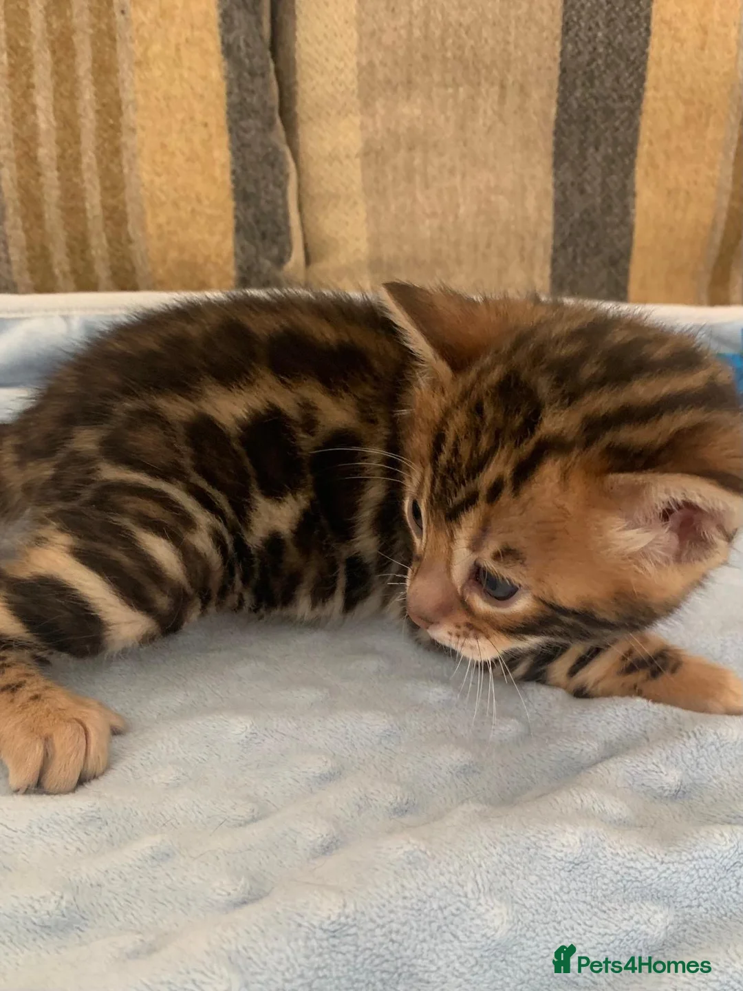 Bengal cats for sale: Beautiful Bengal babies  - Advert 1