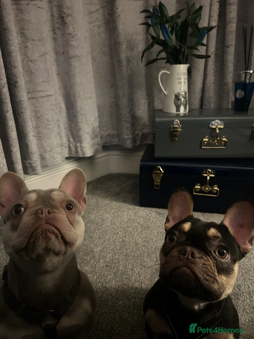 French Bulldog dogs for sale: Ready to leave now  - Advert 2