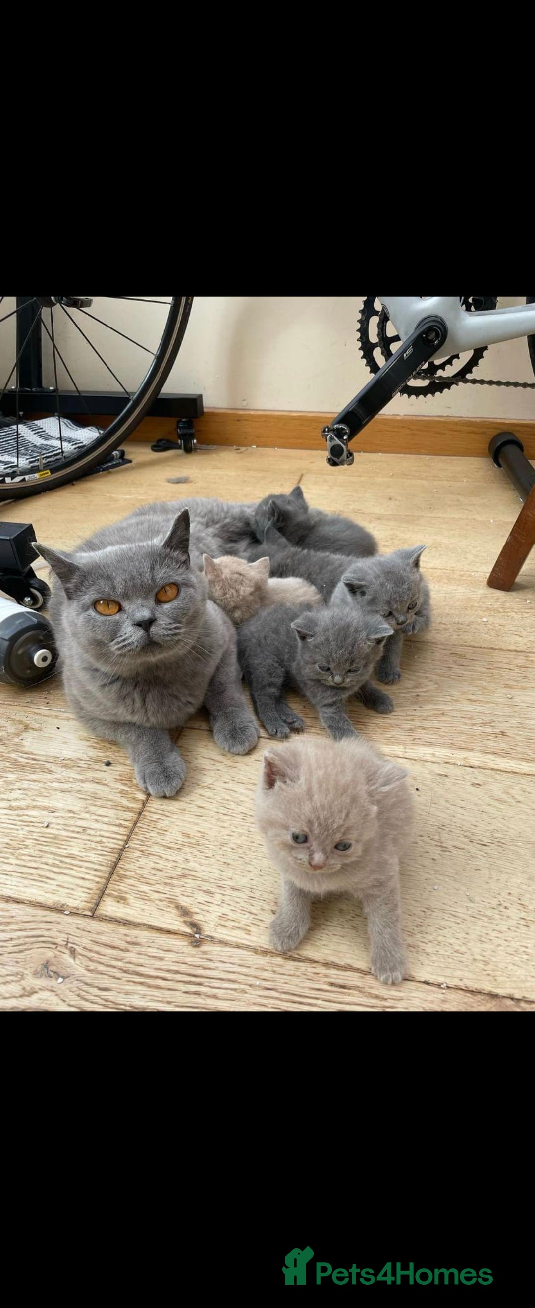 British Shorthair cats for sale: ✨️stunning brittish Shorthair kittens✨️ - Advert 13