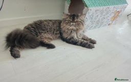 Persian cats for sale: Lovely boy rehoming  - Image 8