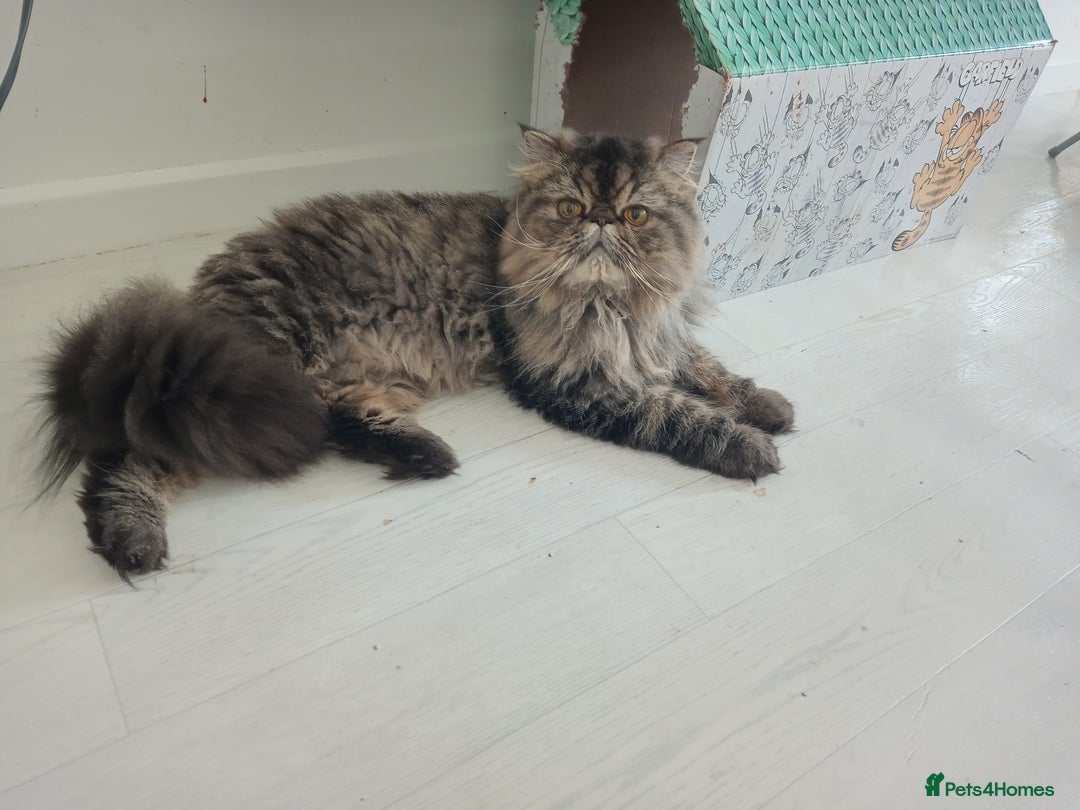 Persian cats for sale: Lovely boy rehoming  - Image 8