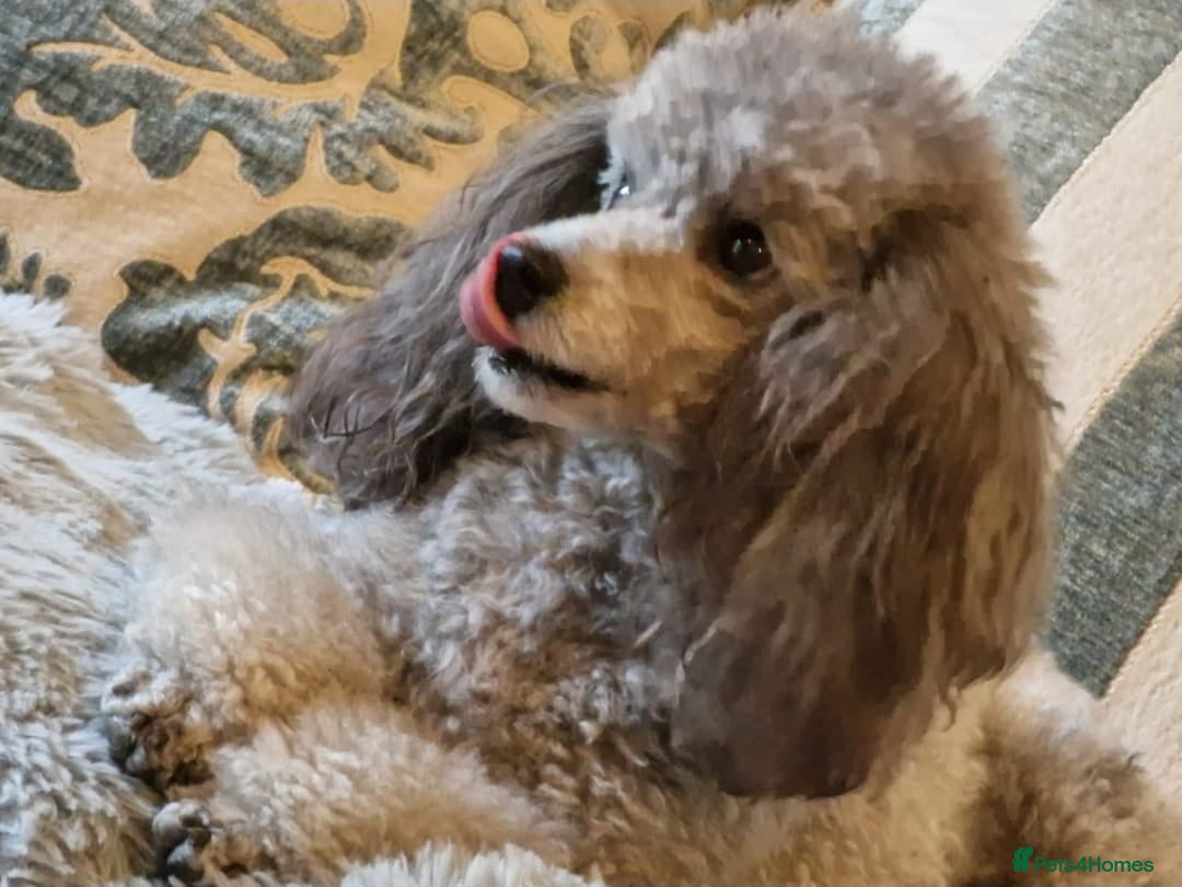 Toy Poodle dogs for sale: Silver K.C Reg neutered male toy poodle 4 year old - Advert 2