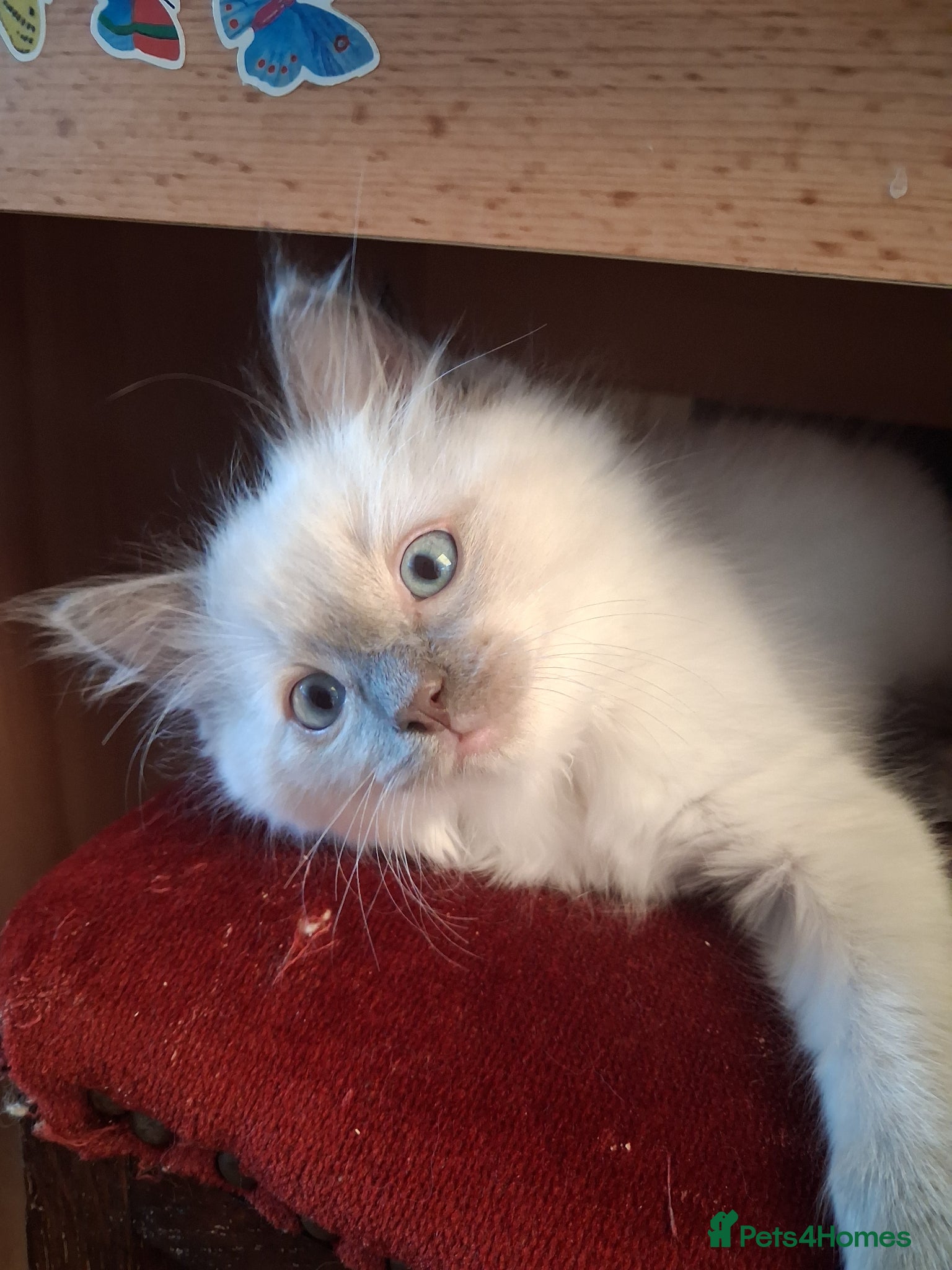 Ragdoll cats for sale: Ragdoll kittens ready 11th June after vet check - Advert 14