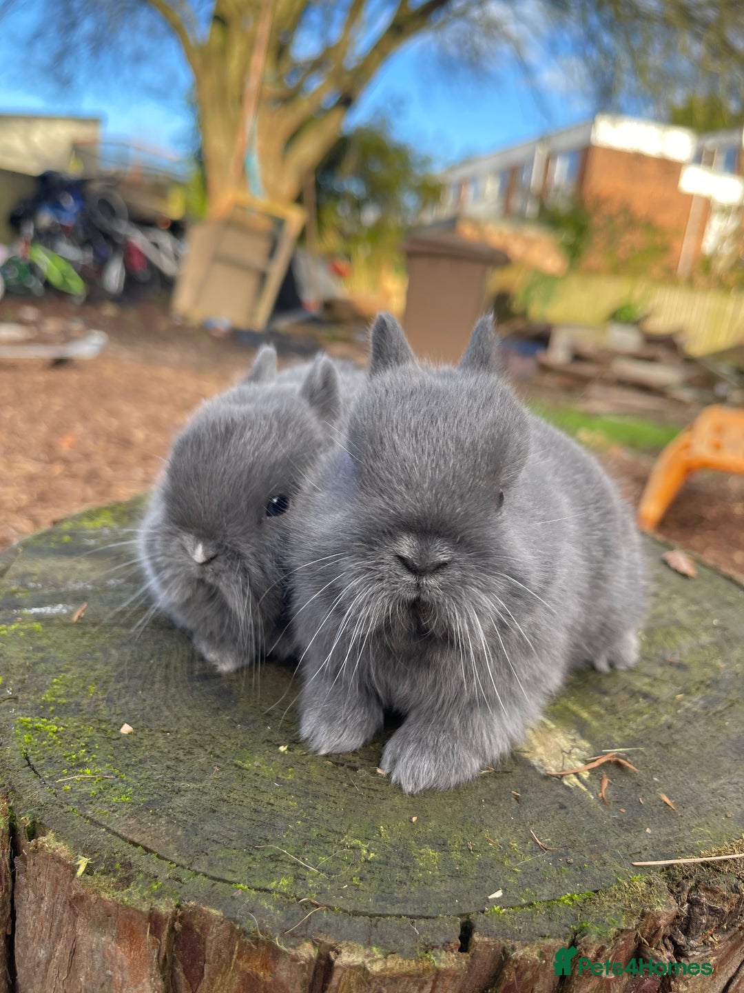 Netherland Dwarf rabbits for sale: Real Netherland Dwarf   - Advert 22