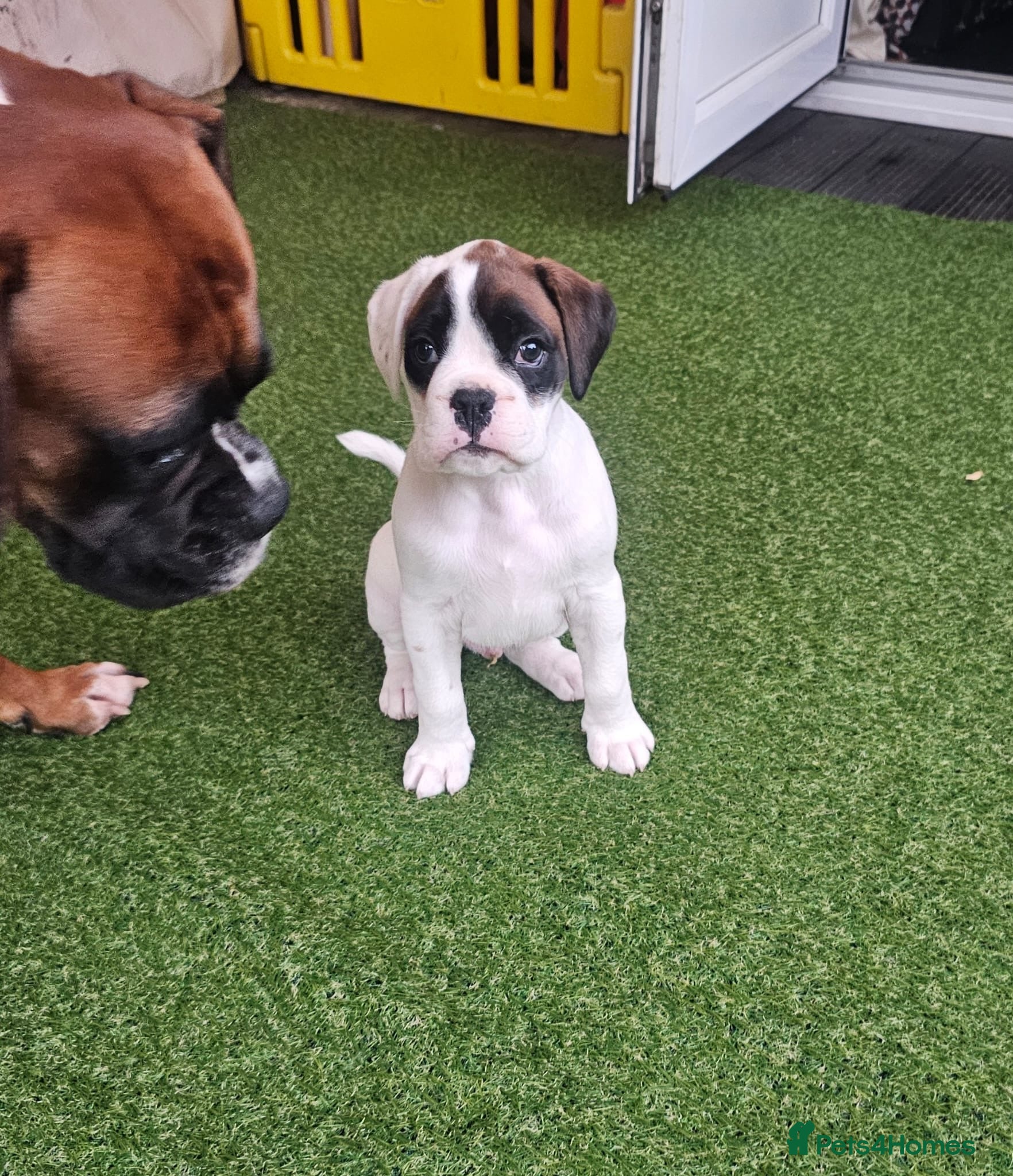 Boxer dogs Stunning White boy. - Advert 10