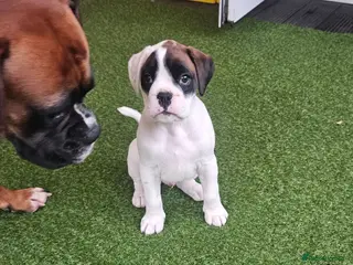 Boxer dogs Stunning White boy. - Advert 10