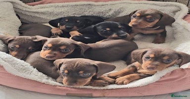 Miniature Dachshund dogs - Advert 1