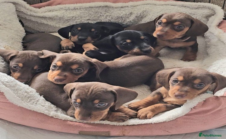 Miniature Dachshund dogs - Advert 14