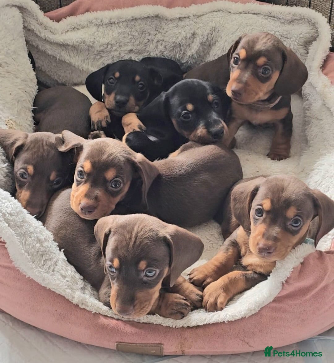 Miniature Dachshund dogs for sale:  Miniature Dachshunds ready to go Friday 19th Sept - Image 1