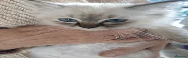 Ragdoll 6 White eyes blue point lilac boy