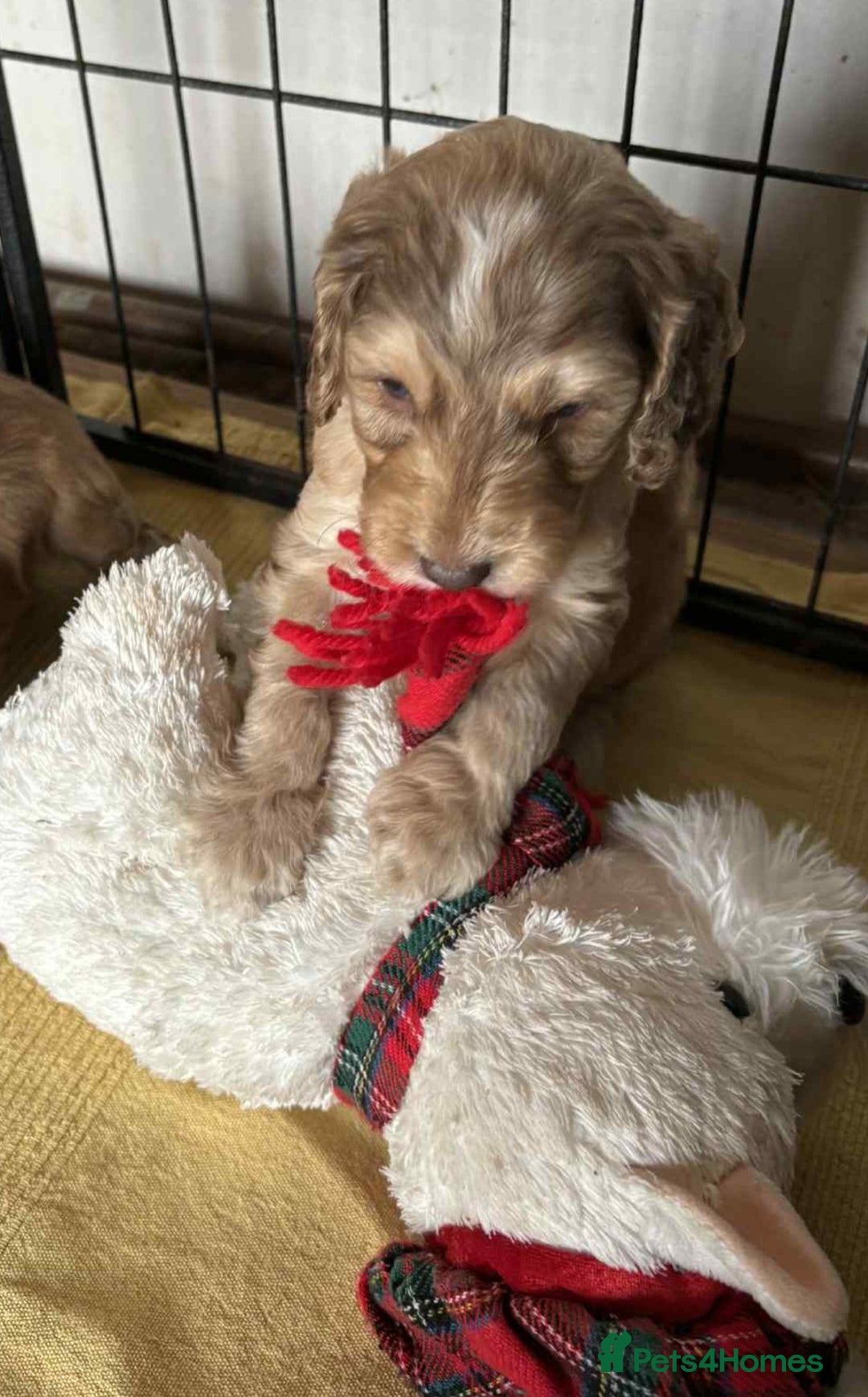 Cockapoo dogs for sale: Cockerpoo puppies F1 stunning colours - Image 6