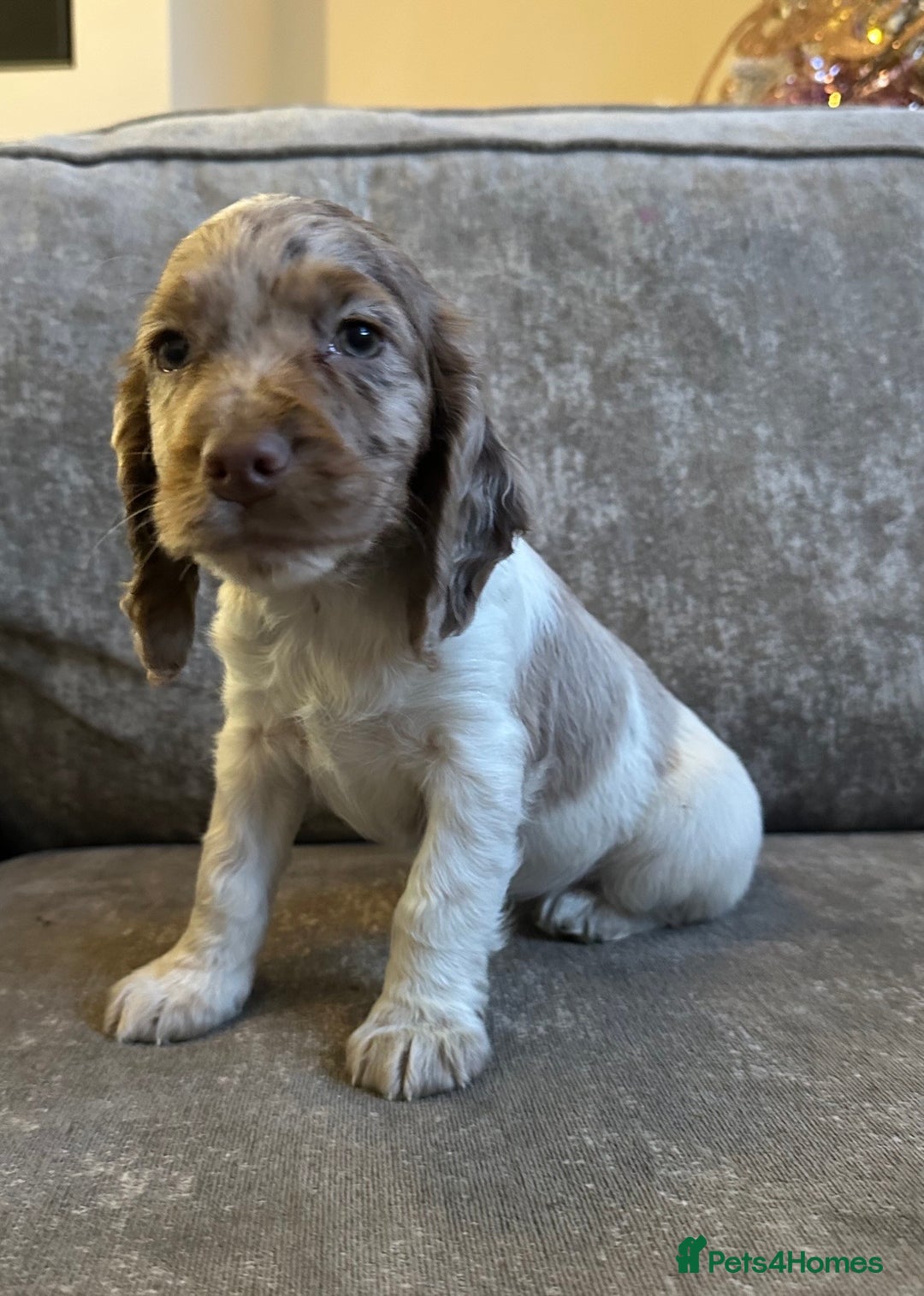 Sprocker dogs for sale: Beautiful sprocker puppies - Advert 10