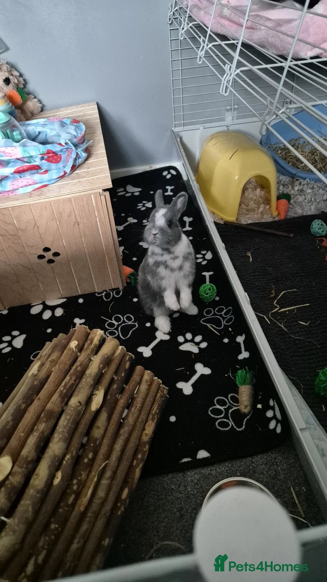 Netherland Dwarf rabbits for sale: Netherland dwarf rabbit ( bugs ) in Leeds - Advert 1