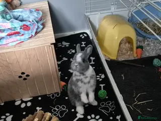 Netherland Dwarf rabbits Netherland dwarf rabbit ( bugs ) - Advert 1