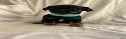 Jack Russell dogs for sale:  Jack Russell puppies for sale  - Advert 1