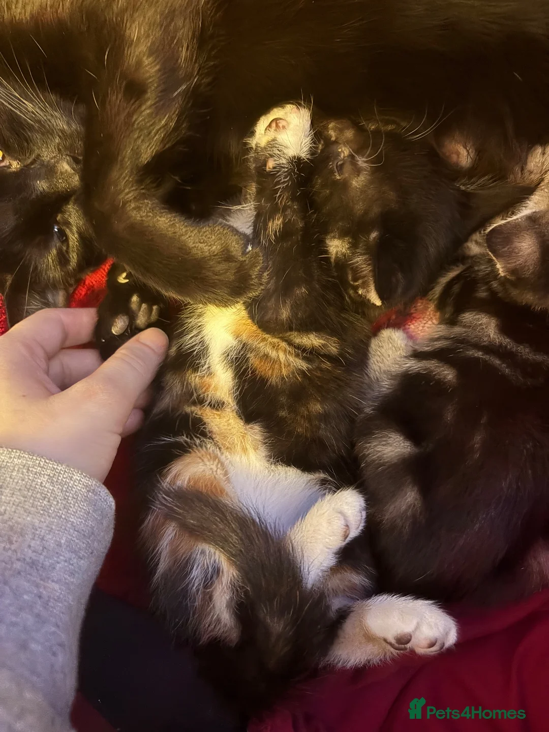 Mixed Breed cats for sale: Kittens for sale  in Bradford - Advert 11