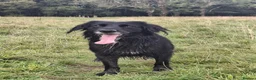 Mixed Breed dogs for sale: Lab x springer x german shepard  - Advert 8