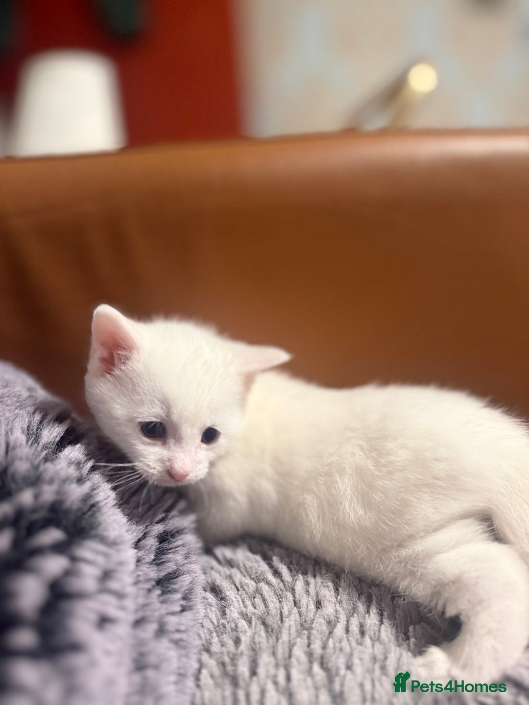 Mixed Breed cats for sale: Kittens  - Advert 7