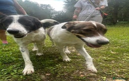 Mixed Breed dogs for adoption: Eddie - Norwich Norfolk  - Image 13