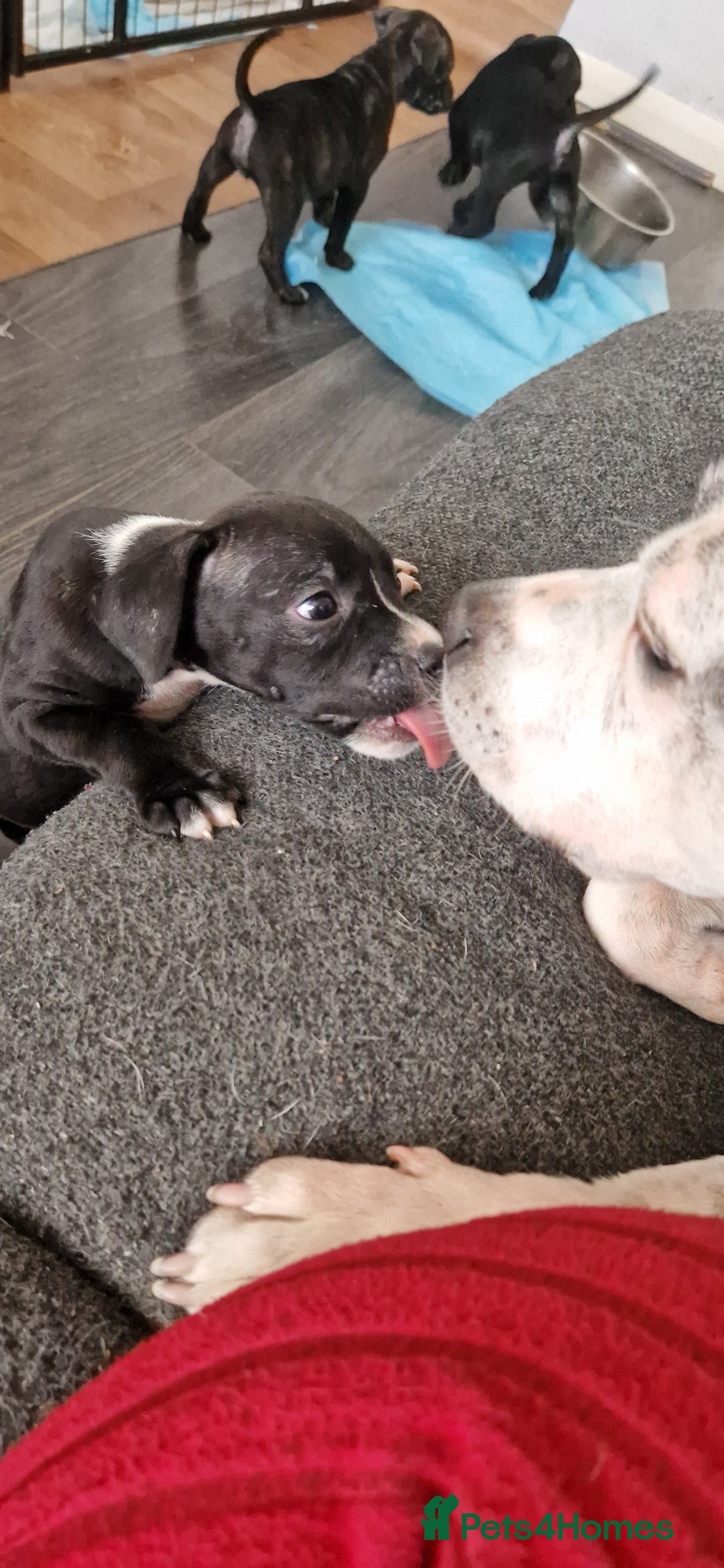 Mixed Breed dogs for sale: Ready to go  - Image 9