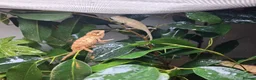 Chameleon reptiles for sale: Baby Ambilobe Panther Chameleons FOR SALE in Chippenham - Advert 5