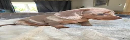Miniature Dachshund dogs for sale: True KC Reg-Minature Dachshund Pups (Smooth Coat). - Advert 14