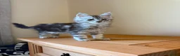Maine Coon cats for sale: Maine Coon Girl - Ready Now  - Advert 5