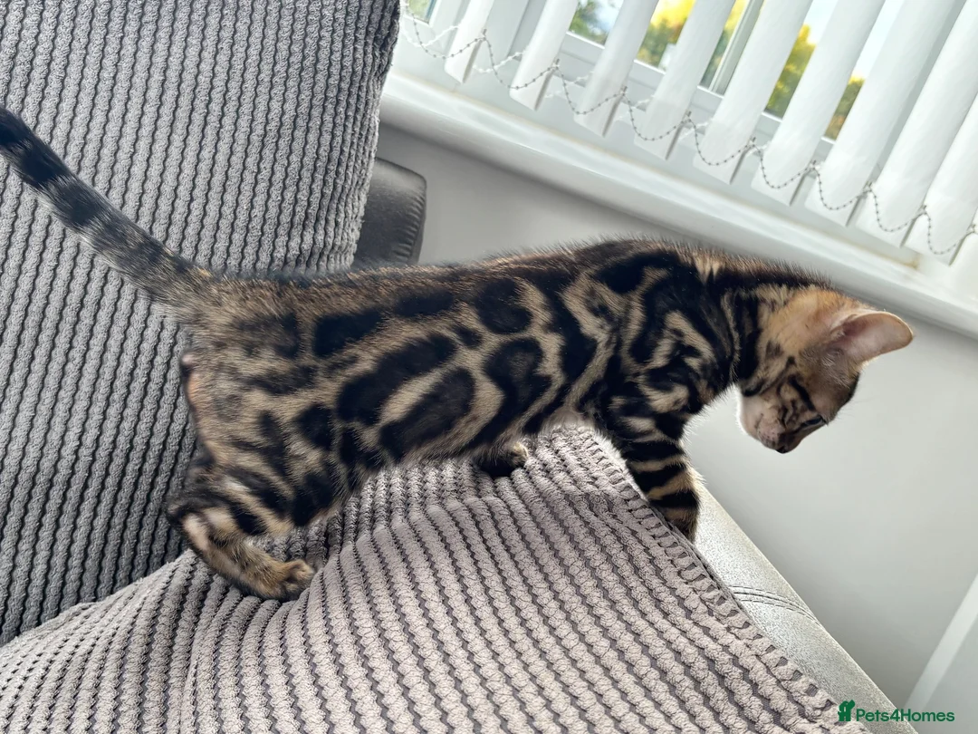 Bengal cats for sale: Full pedigree rosetted bengal kitten -male  - Advert 2