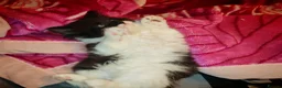 Mixed Breed cats for sale: 9 beautiful kittens for sale  - Advert 6