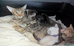 Oriental cats for sale: Super friendly kittens - Image 4