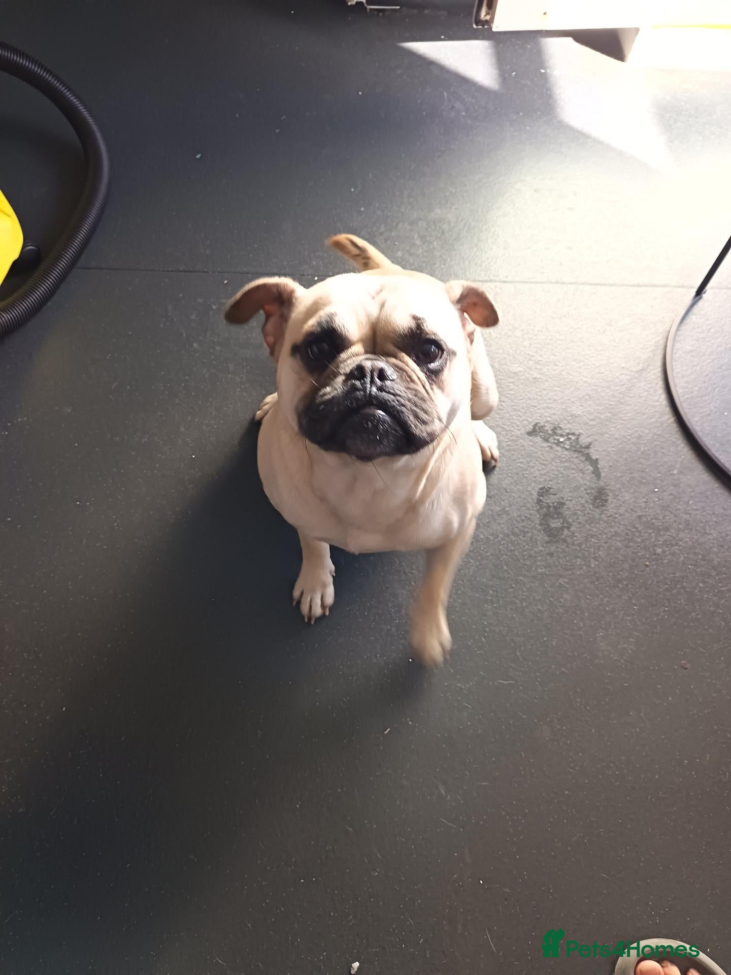 Frug dogs 1 year Frug for sale - Advert 4