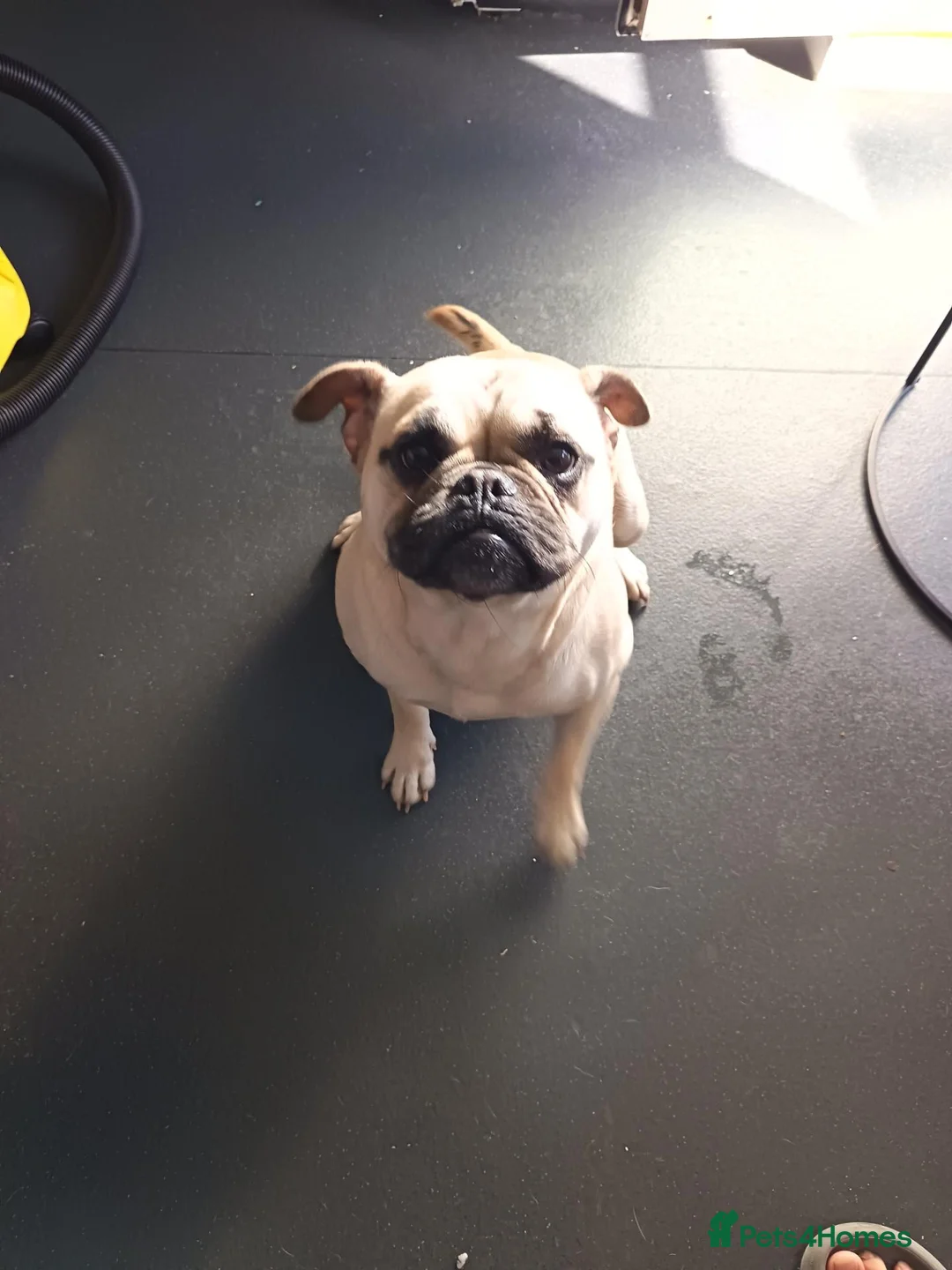 Frug dogs for sale: 1 year Frug for sale - Advert 1