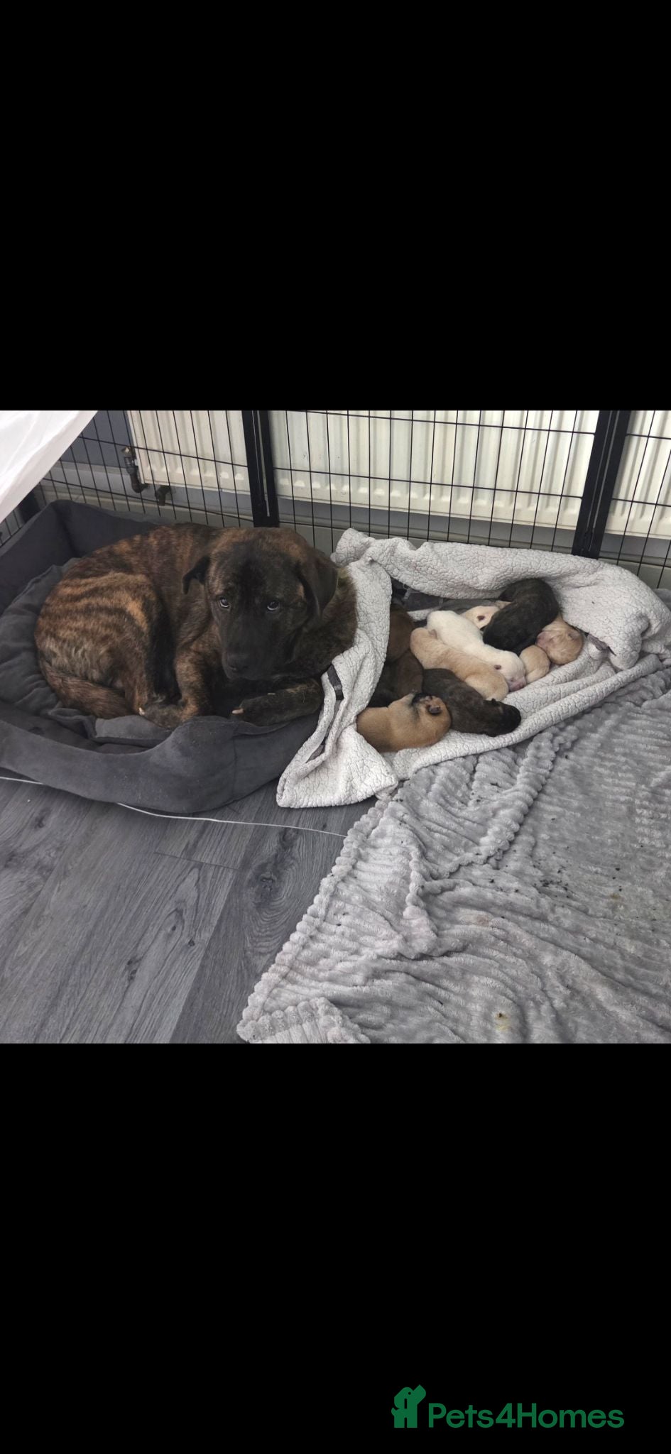 Mixed Breed dogs Dad full chow mom chow crossed.  - Advert 1
