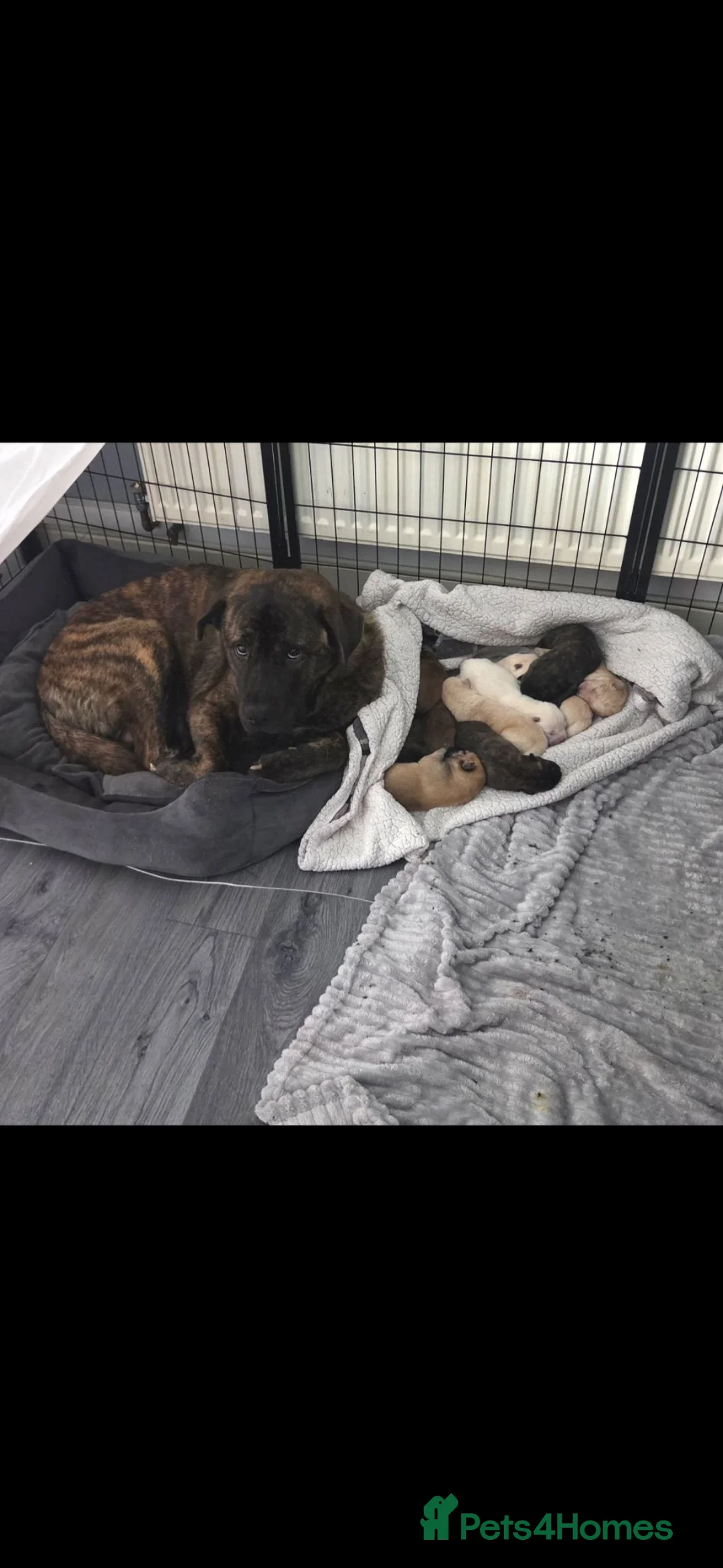Mixed Breed dogs for sale: Dad full chow mom chow crossed.  - Advert 1