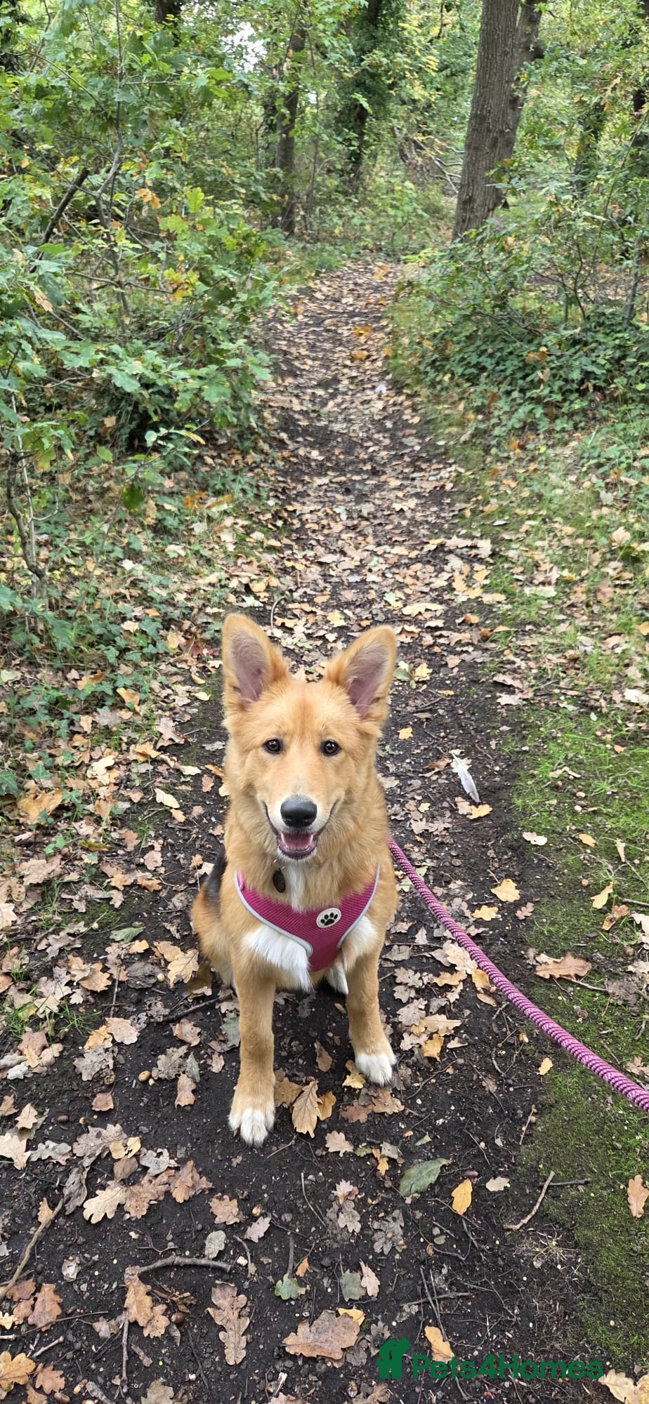 Mixed Breed dogs Zelda - German Shepard X Husky X Border collie - Advert 1